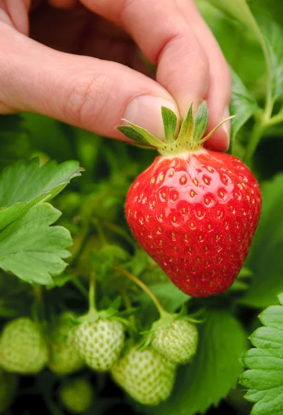 Perfect ripe strawberry being plucked — Stock Photo, Image