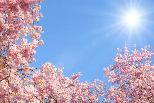 Blommande körsbär träd och solen — Stockfoto