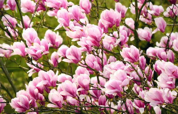 Magnolienblüten am Baum — Stockfoto