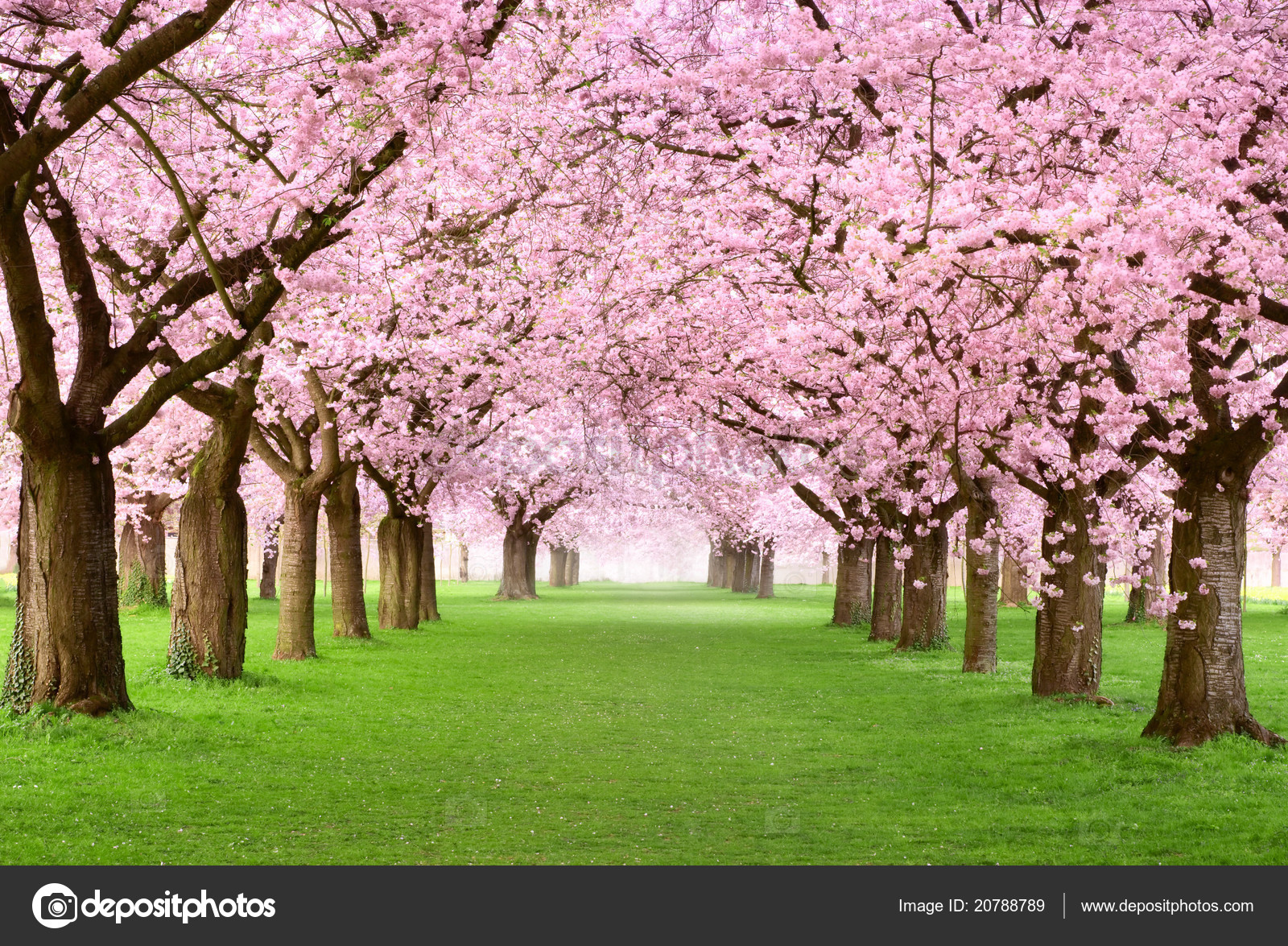 Gourgeous cherry trees in full blossom Stock Photo by ©Smileus 20788789