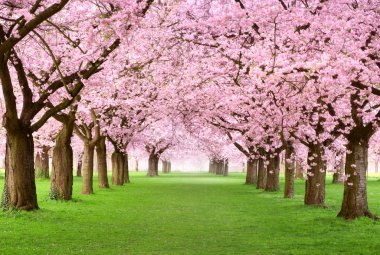 Gourgeous cherry trees in full blossom clipart