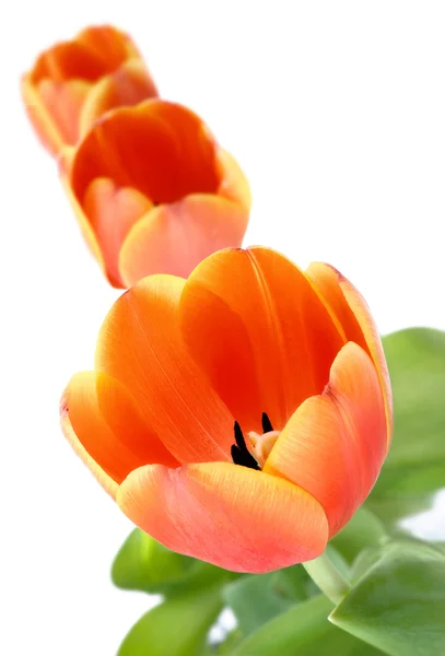 Helt blommade tulpaner i rad — Stockfoto
