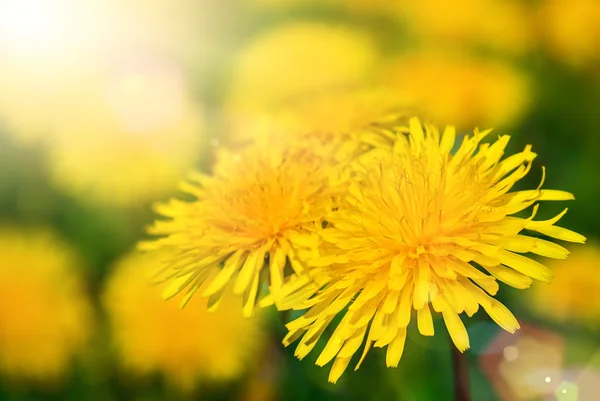 暖かい日差しのタンポポの花 — ストック写真