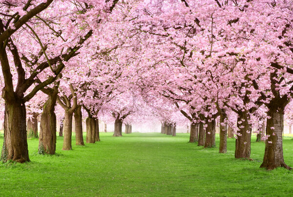 Gourgeous cherry trees in full blossom