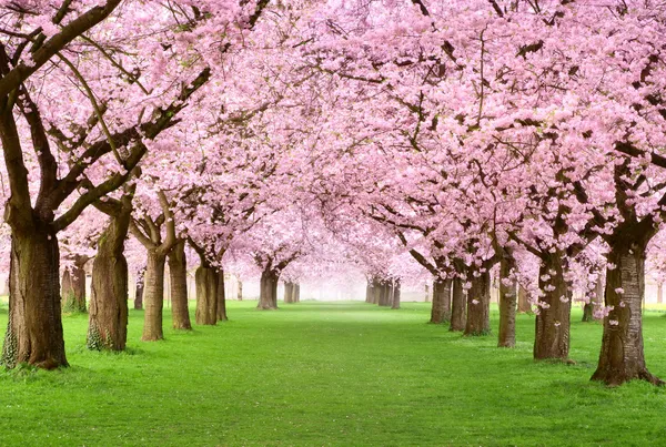 Густі вишневі дерева в повному розквіті Стокове Зображення