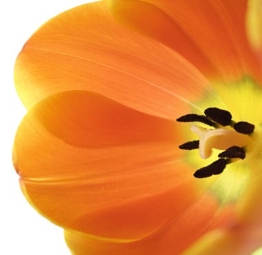 Fully blossomed tulip closeup clipart