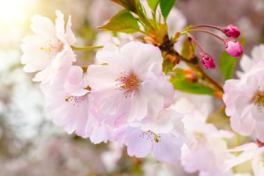 rüya gibi bahar çiçekleri