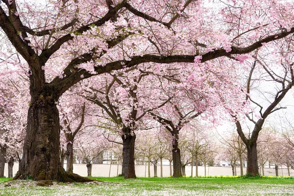 Blossoming cherry trees with dreamy feel — Stock Photo, Image