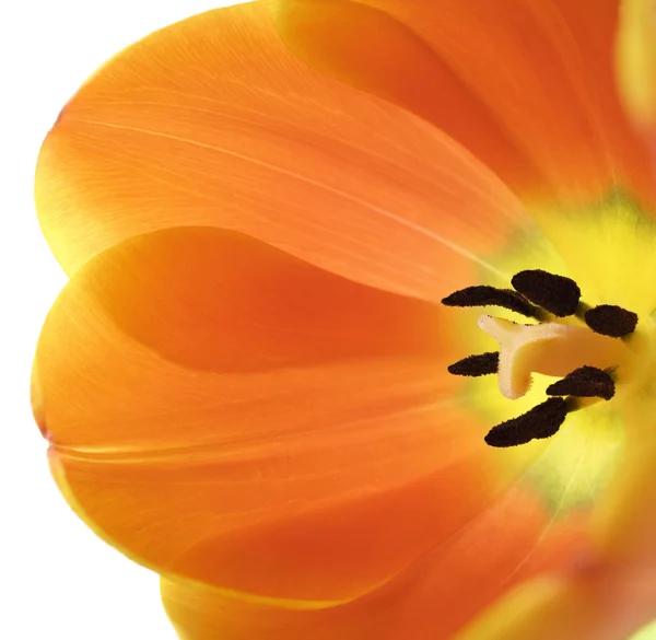 Voll blühende Tulpen Nahaufnahme — Stockfoto