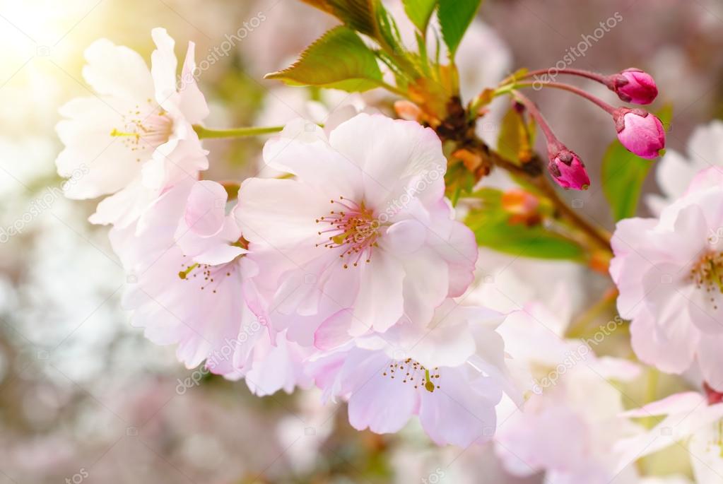 Dreamy spring blossoms