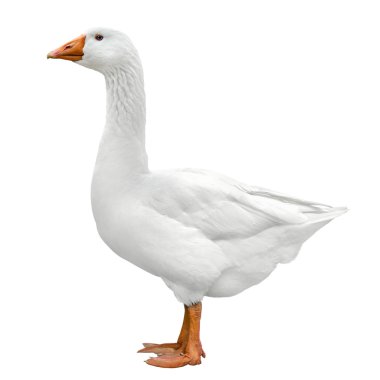 Domestic goose isolated on white clipart