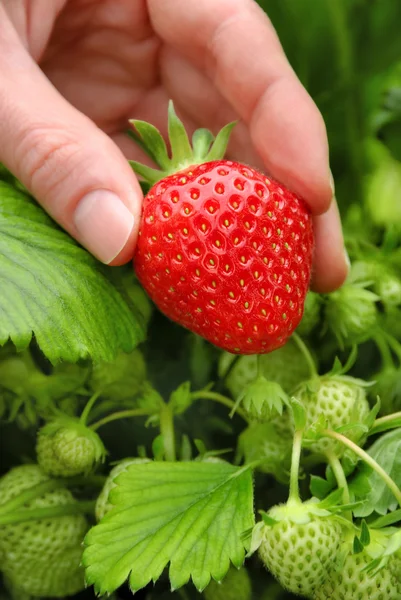 Perfect ripe strawberry being plucked — Stock Photo, Image