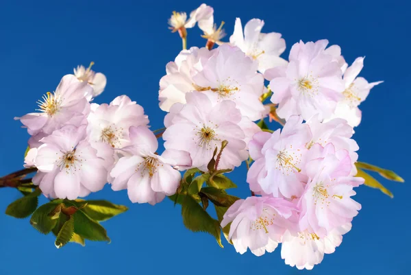 Flores de cerezo japonesas —  Fotos de Stock