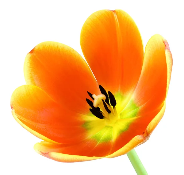 Цветущий тюльпан на белом — стоковое фото