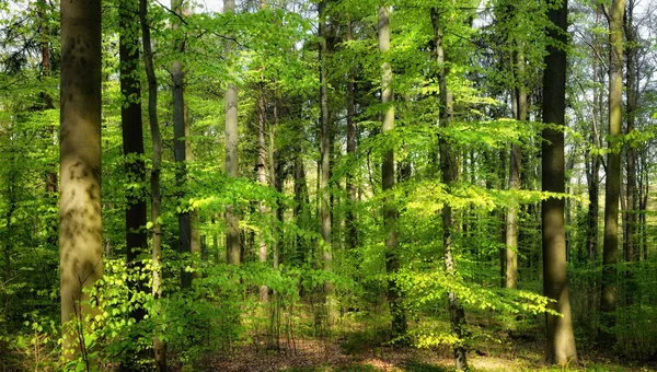 Vårsolen skiner in i skogen — Stockfoto