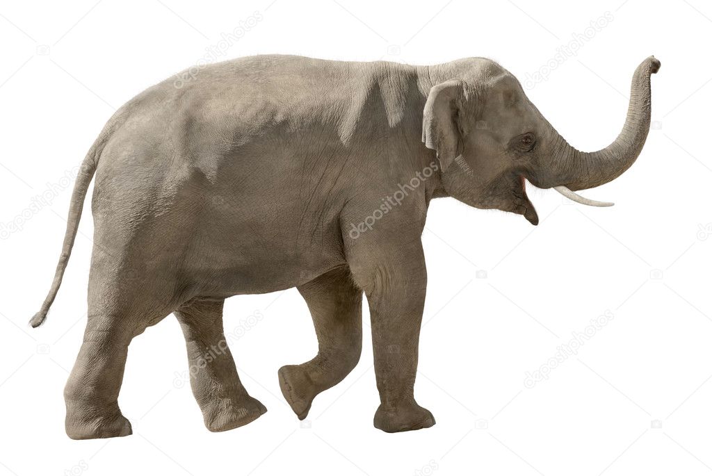 Cheerful elephant isolated on white