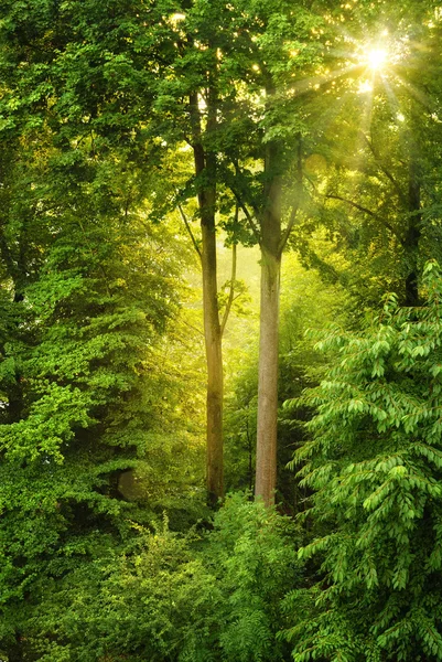 Gouden zon schijnt door verse bladeren — Stockfoto