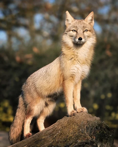 Peering Fox — Stock Photo, Image