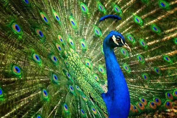 Fascinating peacock — Stock Photo, Image