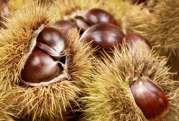 Fresh shiny chestnuts in husks — Stock Photo, Image