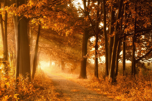 Golden autumn lightbeams on a footpath