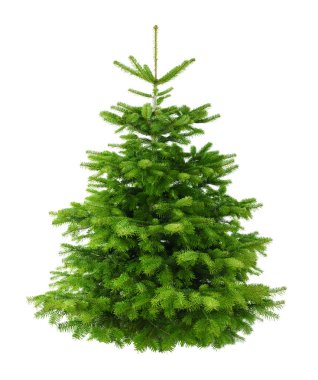 mükemmel yemyeşil çam ağacı olmadan Noel'i süsler