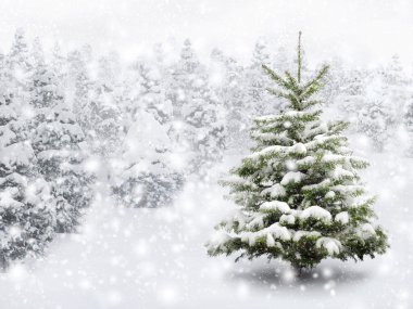 Fir tree in thick snow clipart