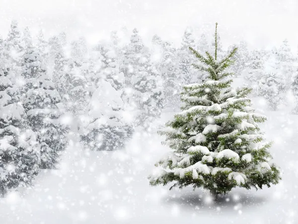 Tanne im dichten Schnee Stockfoto