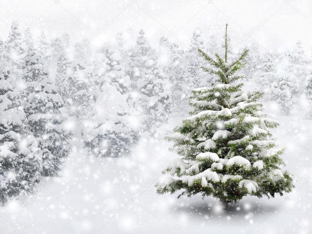 Fir tree in thick snow