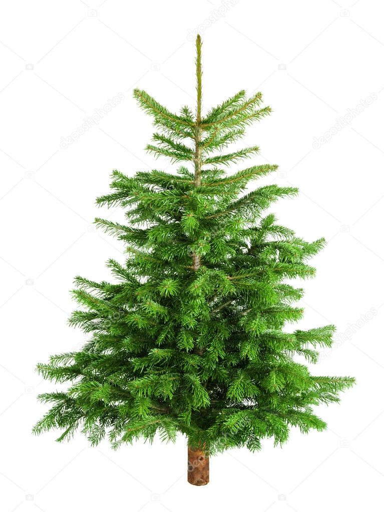 Natural little Christmas tree without ornaments