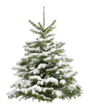mükemmel küçük Noel ağacı karda