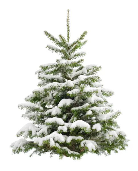 Perfect little Christmas tree in snow — Stock Photo, Image