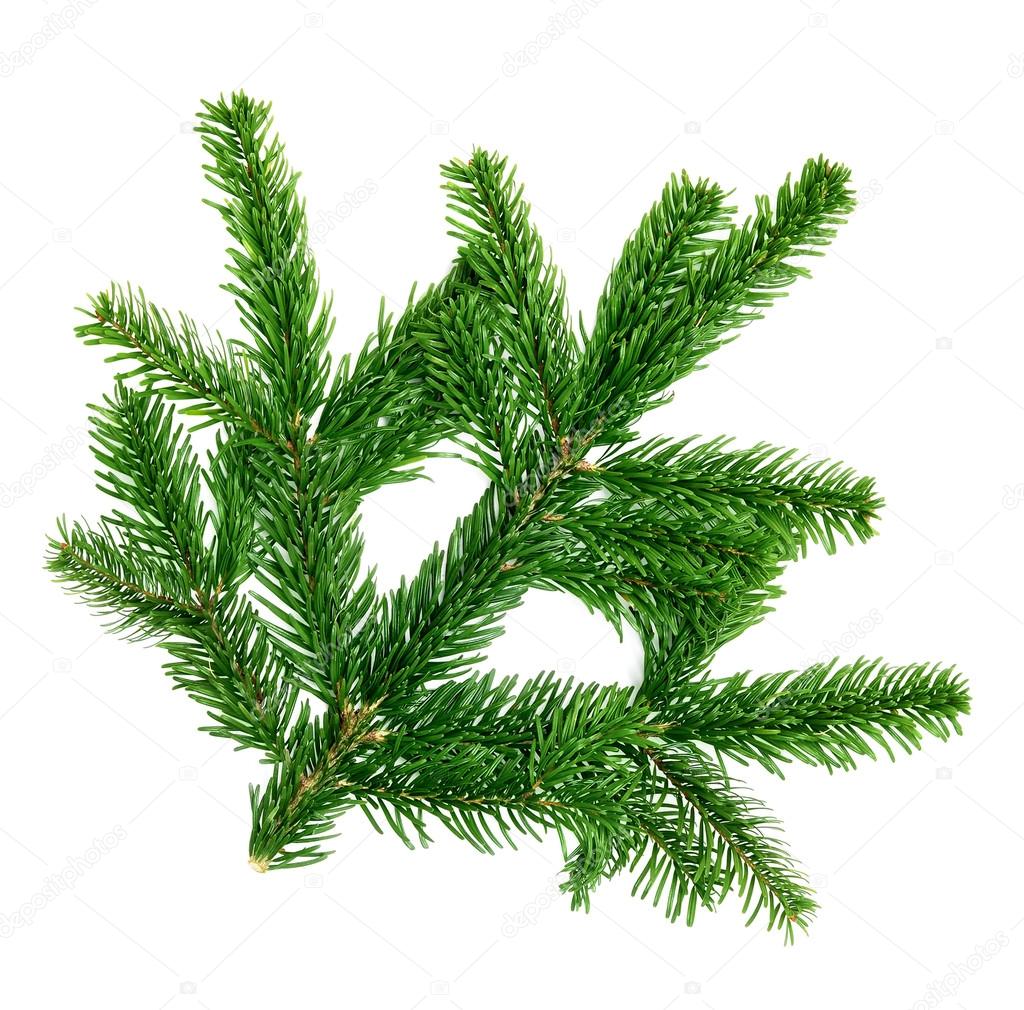 Fresh fir twig isolated on white