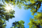 a Treetops kialakítása a napos kék ég