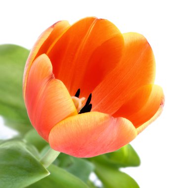 Orange tulip closeup clipart