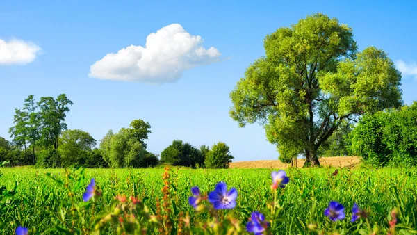 Prato idilliaco con bel tempo — Foto Stock