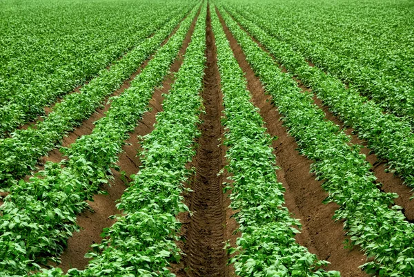 Filas de plantas de cultivo verde vibrante — Foto de Stock