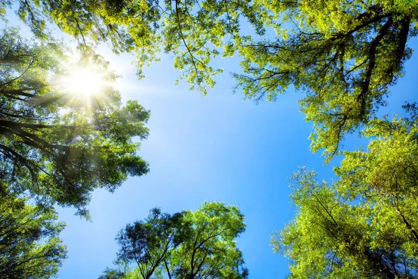 La cime des arbres encadrant le ciel bleu ensoleillé — Photo