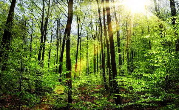 Le soleil brille dans le feuillage frais du printemps — Photo