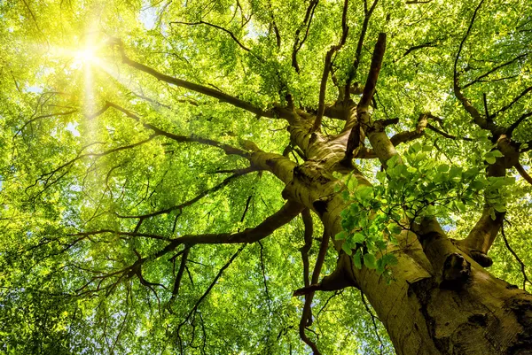 Zon schijnt door een oude beuken boom — Stockfoto