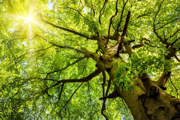 Sun shining through an old beech tree — Stock Photo, Image