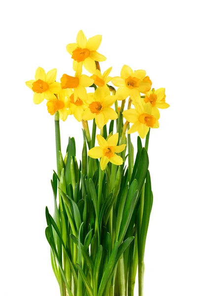 Narcisos florescentes isolados em branco — Fotografia de Stock