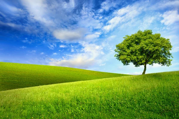 Einzelner Baum auf einem grünen Hügel — Stockfoto