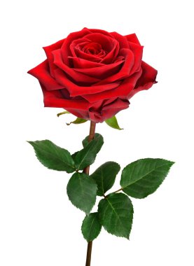 Open red rose on white clipart