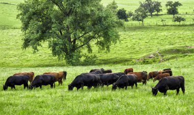 İnekler otlatma ile pastoral yeşil peyzaj