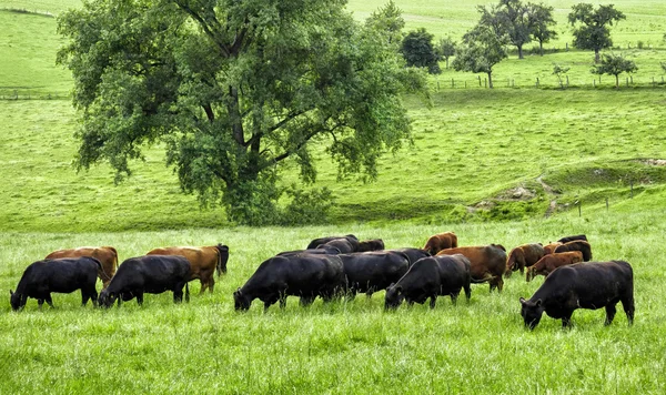 Идиллический зеленый пейзаж с пасущимися коровами — стоковое фото
