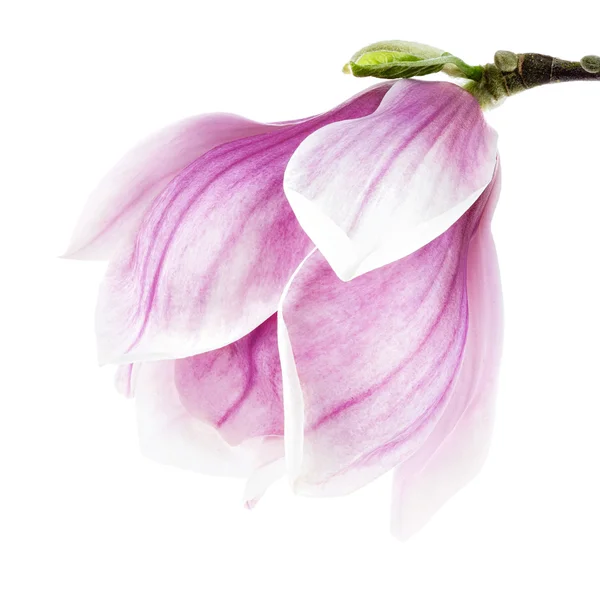 Flor de magnólia isolada em branco — Fotografia de Stock