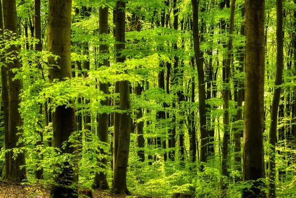 Färskt grönt i skogen — Stockfoto