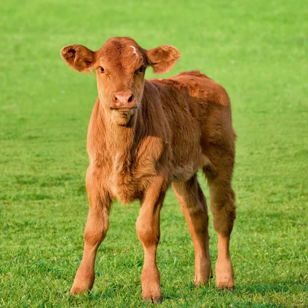 Lyckliga kalv på en äng — Stockfoto