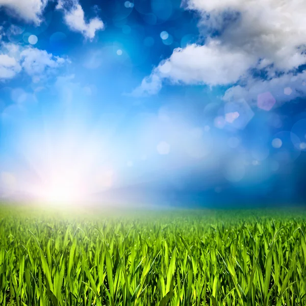 Sunlit grassland — Stock Photo, Image